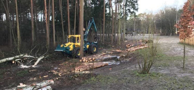 Baumfällarbeiten im Standort Sandkrug